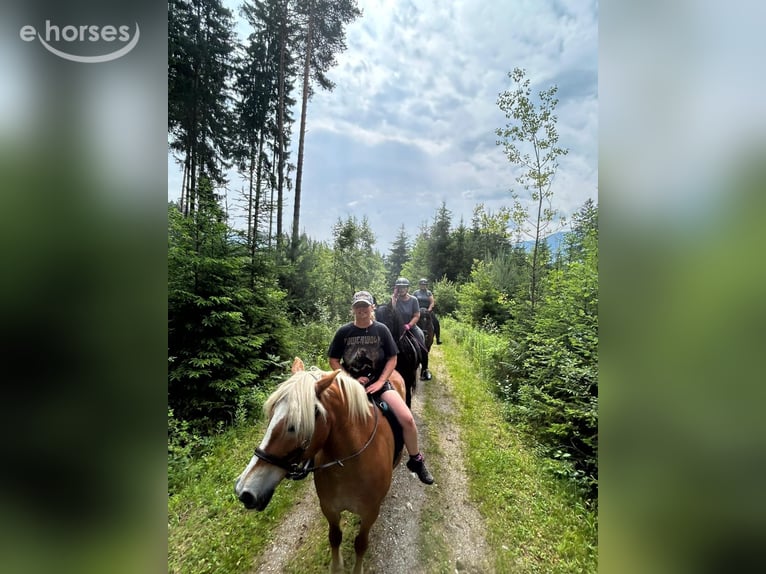 Haflinger / Avelignese Giumenta 16 Anni 150 cm Champagne in St. Stefan Im Gailtal