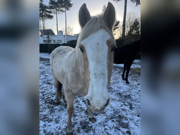Haflinger / Avelignese Giumenta 16 Anni 150 cm Palomino in Wetteren