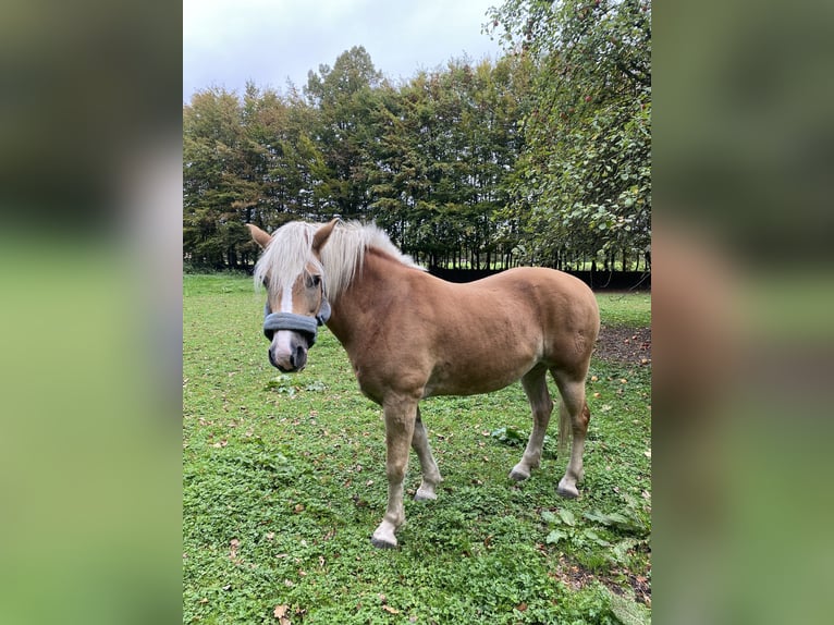 Haflinger / Avelignese Giumenta 16 Anni 150 cm Sauro in Bergkamen