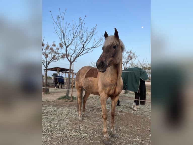 Haflinger / Avelignese Giumenta 16 Anni 150 cm Sauro scuro in Inning am Ammersee