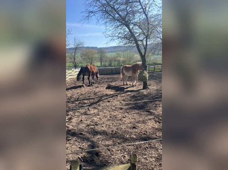 Haflinger / Avelignese Giumenta 17 Anni 140 cm  in Wesertal