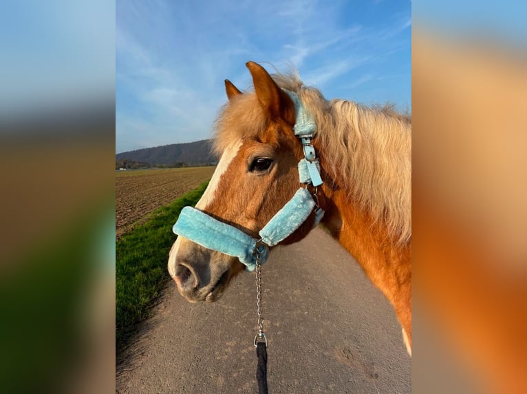 Haflinger / Avelignese Giumenta 17 Anni 145 cm Sauro in Wesertal
