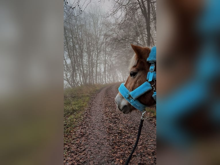 Haflinger / Avelignese Giumenta 17 Anni 145 cm Sauro in Wesertal