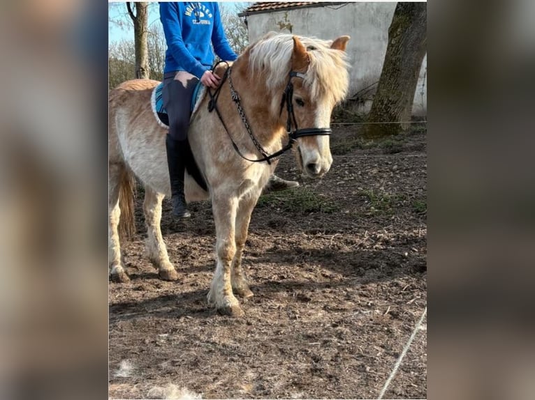Haflinger / Avelignese Giumenta 17 Anni 145 cm Sauro in Wesertal