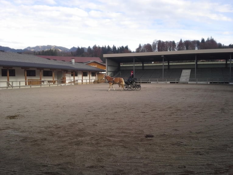 Haflinger / Avelignese Giumenta 17 Anni 148 cm  in Landeck