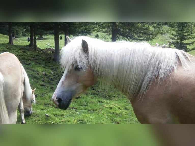 Haflinger / Avelignese Giumenta 17 Anni 148 cm  in Landeck