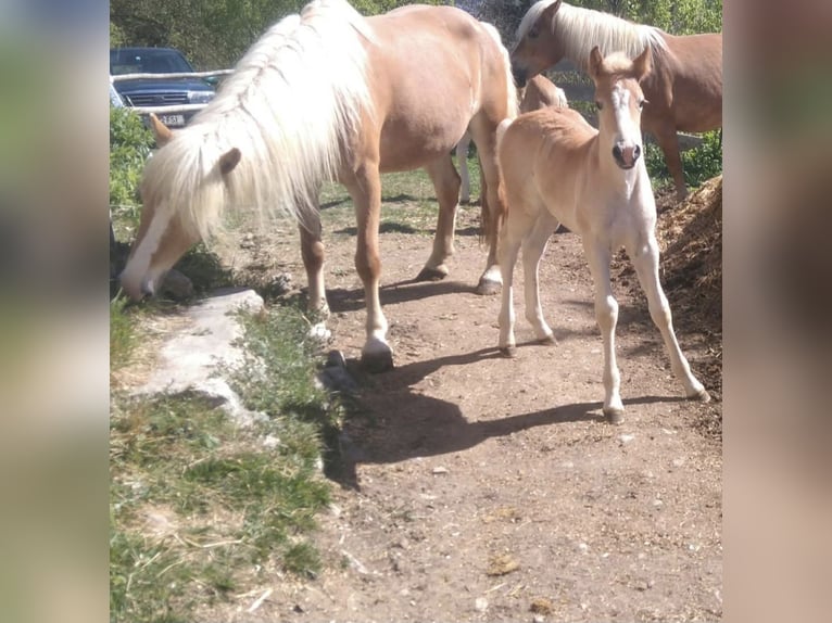 Haflinger / Avelignese Giumenta 17 Anni 148 cm  in Landeck