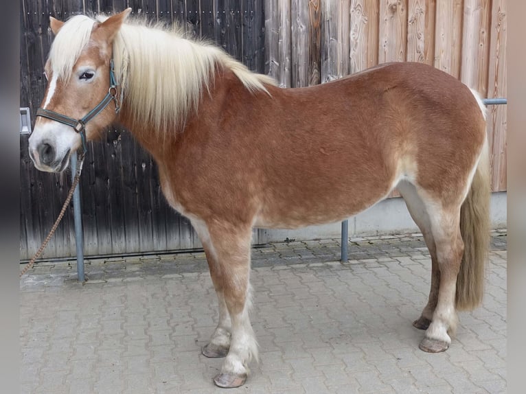 Haflinger / Avelignese Giumenta 17 Anni 148 cm Sauro in Triftern