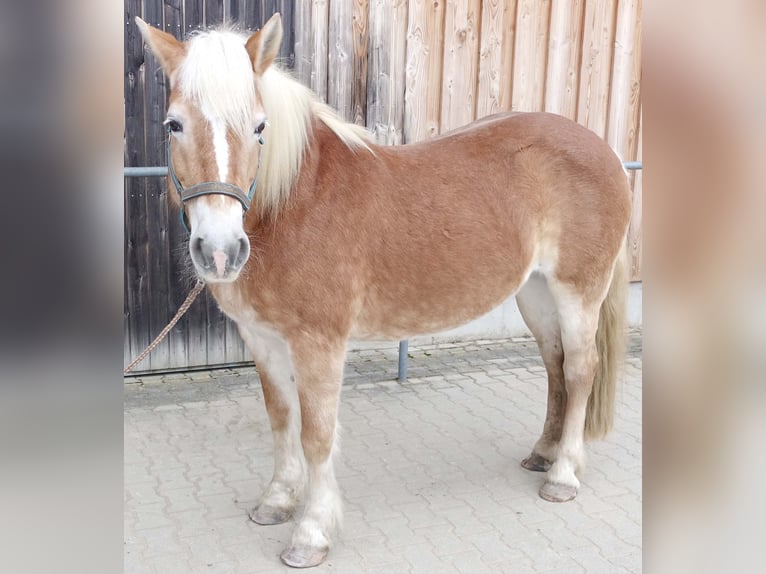 Haflinger / Avelignese Giumenta 17 Anni 148 cm Sauro in Triftern