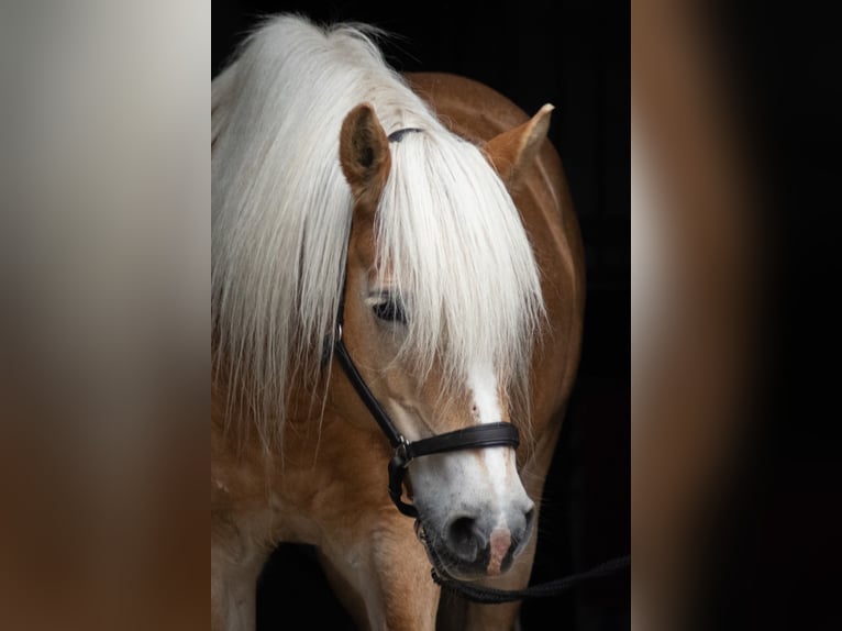 Haflinger / Avelignese Giumenta 17 Anni 150 cm in Krefeld