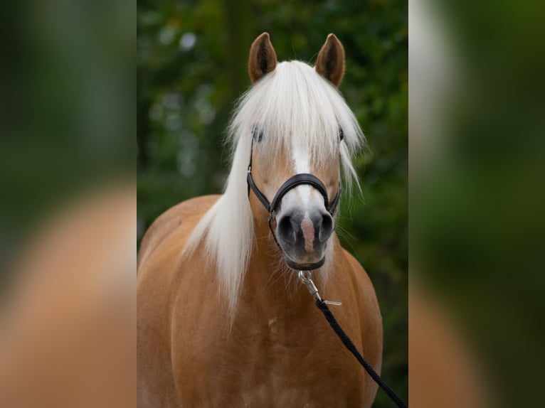 Haflinger / Avelignese Giumenta 17 Anni 150 cm in Krefeld