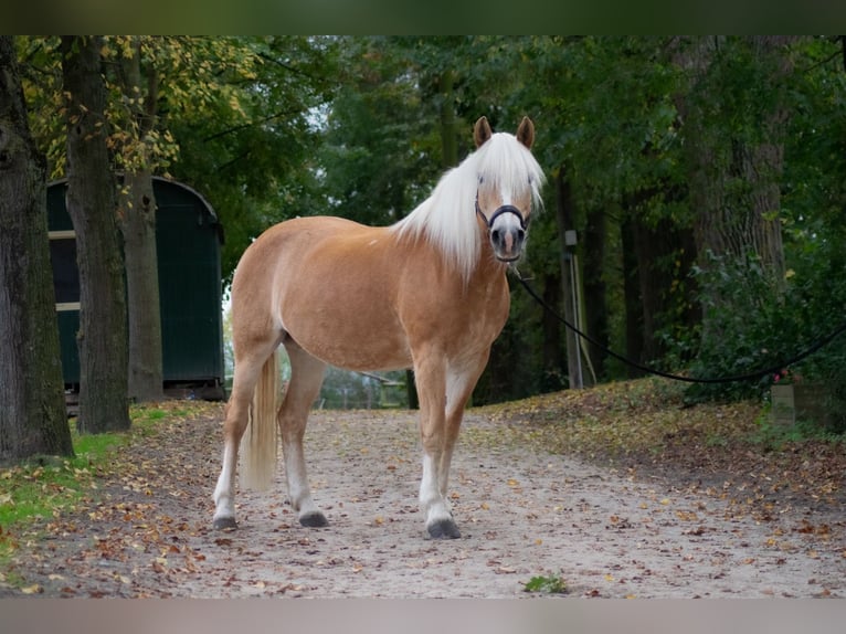 Haflinger / Avelignese Giumenta 17 Anni 150 cm in Krefeld