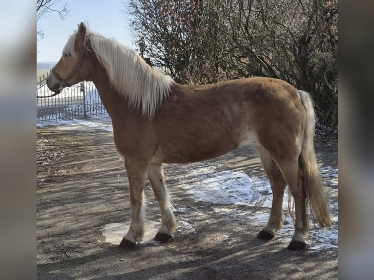 Haflinger / Avelignese Giumenta 17 Anni 150 cm Sauro in Vienenburg