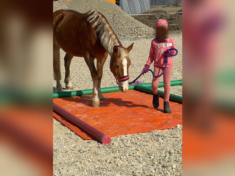 Haflinger / Avelignese Giumenta 18 Anni 141 cm Sauro in Leutkirch im Allgäu