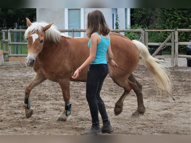 Haflinger / Avelignese Giumenta 18 Anni 147 cm Sauro in M&#xFC;nster