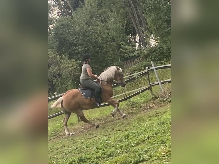 Haflinger / Avelignese Giumenta 18 Anni 147 cm Sauro in M&#xFC;nster