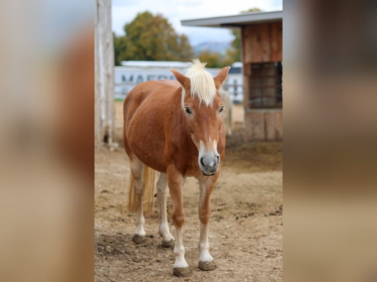 Haflinger / Avelignese Mix Giumenta 18 Anni 148 cm in Oettingen in Bayern