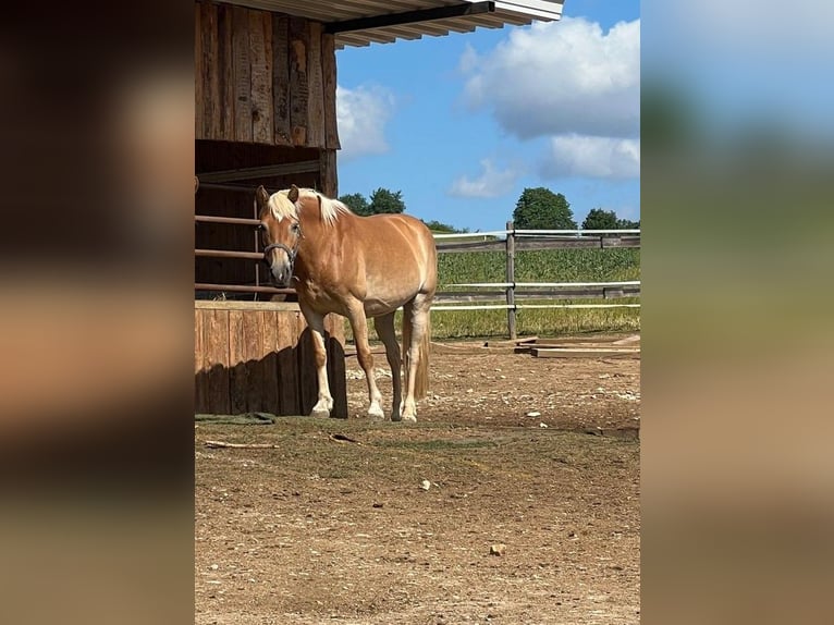 Haflinger / Avelignese Mix Giumenta 18 Anni 148 cm Sauro in Oettingen in Bayern