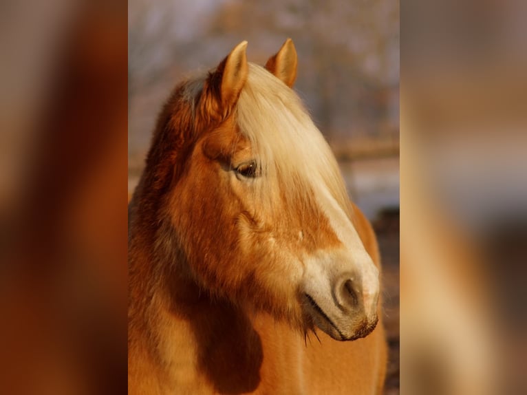 Haflinger / Avelignese Giumenta 18 Anni in Luckau