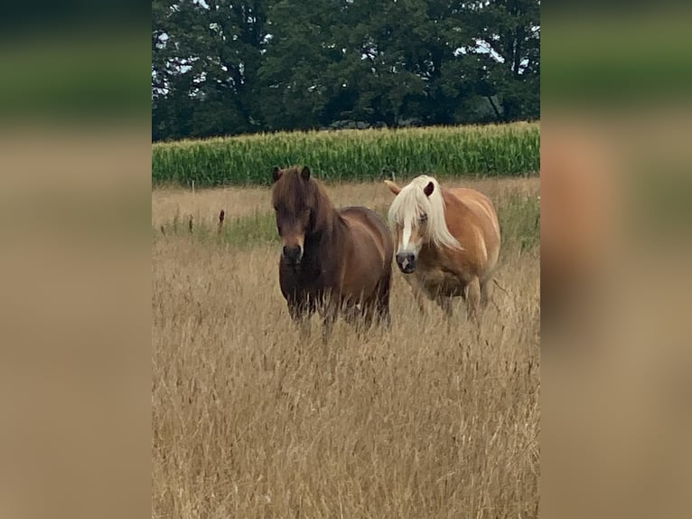 Haflinger / Avelignese Giumenta 18 Anni in Luckau