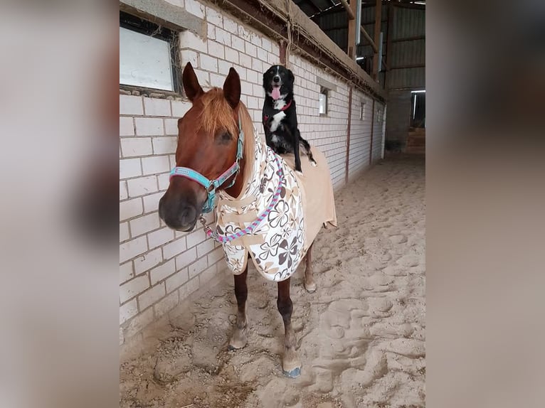 Haflinger / Avelignese Mix Giumenta 19 Anni 143 cm Sauro in Nidderau