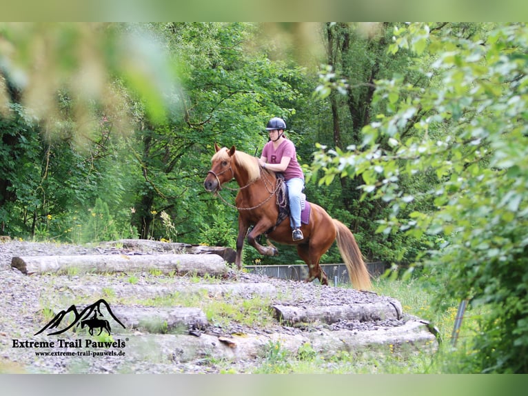 Haflinger / Avelignese Mix Giumenta 19 Anni 143 cm Sauro in Nidderau