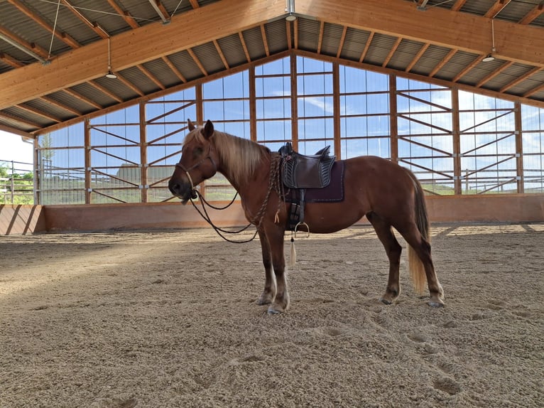 Haflinger / Avelignese Mix Giumenta 19 Anni 143 cm Sauro in Nidderau