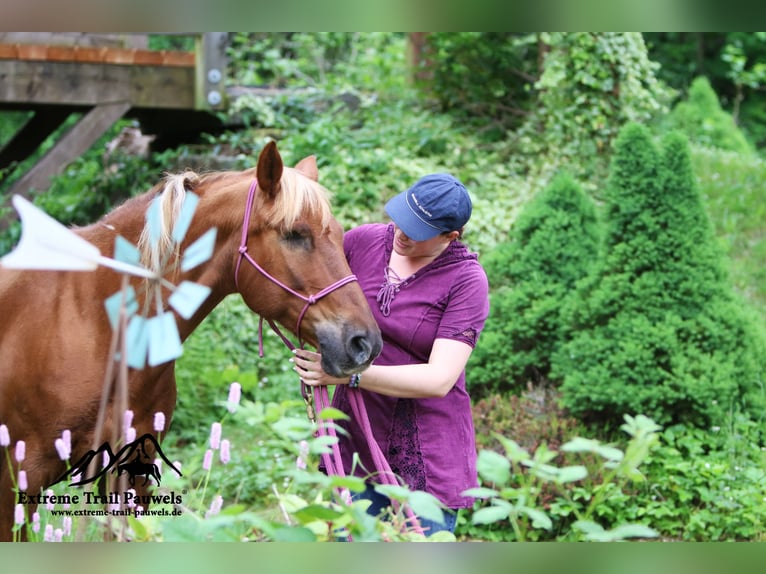 Haflinger / Avelignese Mix Giumenta 19 Anni 143 cm Sauro in Nidderau