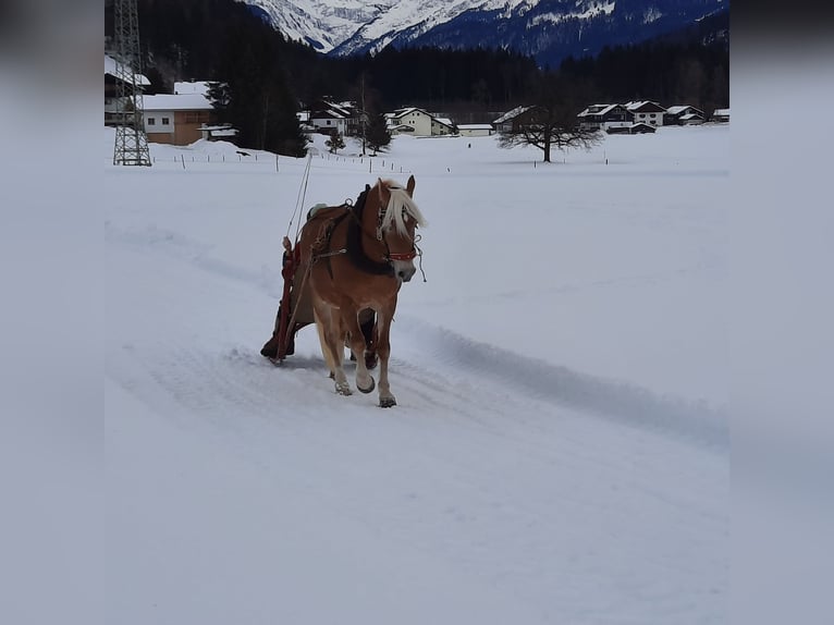 Haflinger / Avelignese Giumenta 19 Anni 148 cm Sauro in Fischen