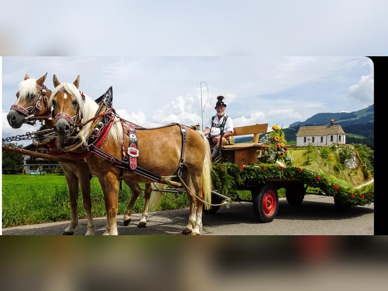 Haflinger / Avelignese Giumenta 19 Anni 148 cm Sauro in Fischen