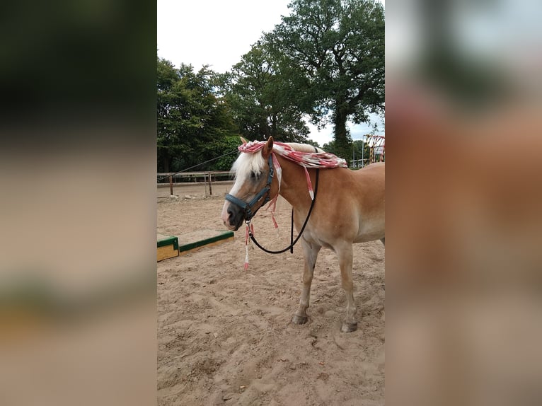 Haflinger / Avelignese Giumenta 19 Anni 148 cm Sauro in Elm