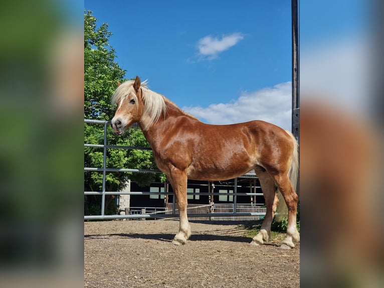 Haflinger / Avelignese Giumenta 19 Anni 150 cm Sauro ciliegia in Baumgartenberg