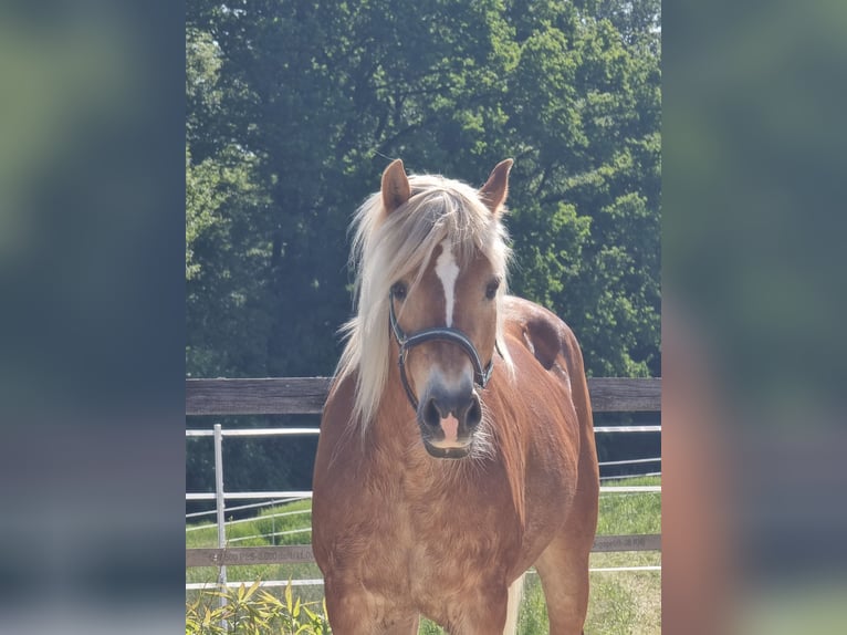 Haflinger / Avelignese Giumenta 19 Anni 150 cm Sauro ciliegia in Baumgartenberg