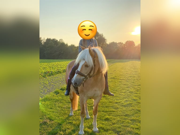 Haflinger / Avelignese Giumenta 19 Anni 152 cm in Bruchhausen-Vilsen