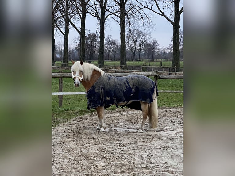 Haflinger / Avelignese Giumenta 19 Anni 152 cm in Bruchhausen-Vilsen