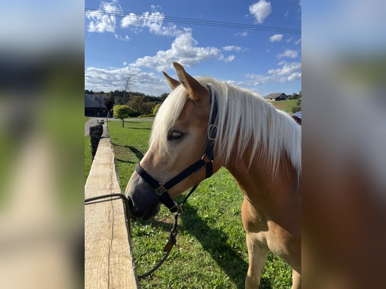 Haflinger / Avelignese Giumenta 1 Anno 130 cm Sauro in Veliki Gaber