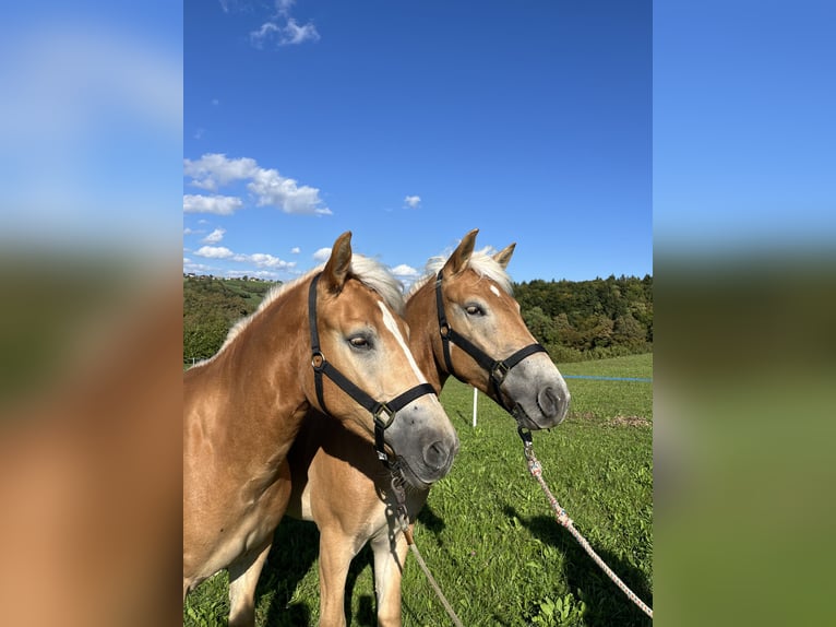 Haflinger / Avelignese Giumenta 1 Anno 130 cm Sauro in Veliki Gaber