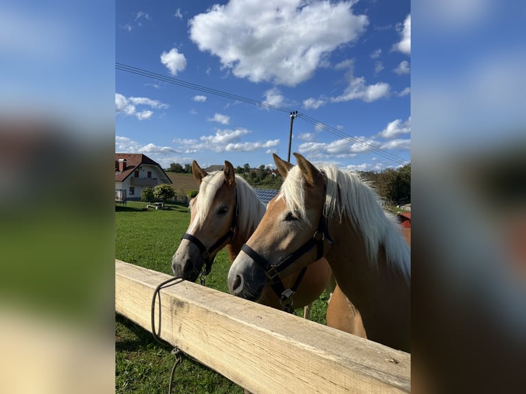 Haflinger / Avelignese Giumenta 1 Anno 130 cm Sauro in Veliki Gaber