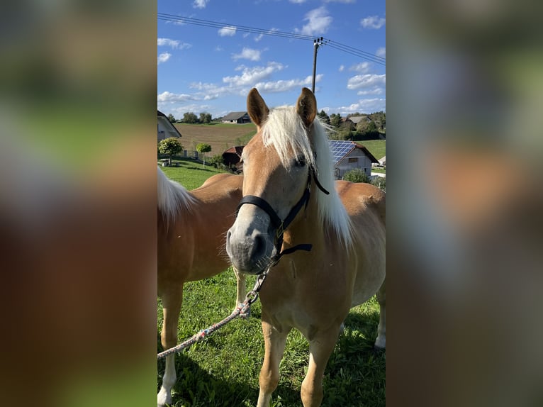 Haflinger / Avelignese Giumenta 1 Anno 130 cm Sauro in Veliki Gaber