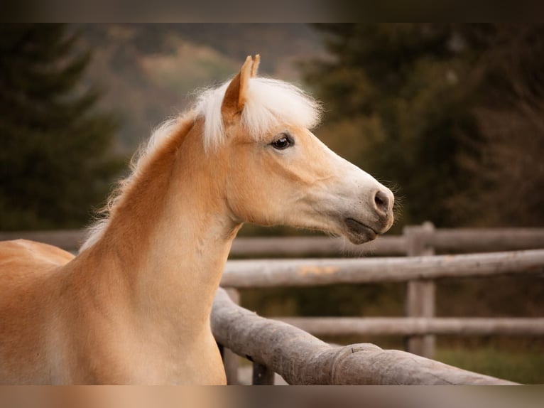 Haflinger / Avelignese Giumenta 1 Anno 140 cm  in Steinach