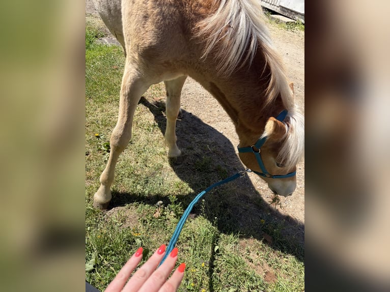 Haflinger / Avelignese Giumenta 1 Anno 140 cm Sauro in Weinfelden