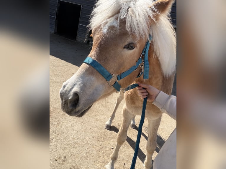 Haflinger / Avelignese Giumenta 1 Anno 140 cm Sauro in Weinfelden