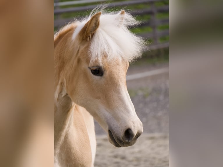 Haflinger / Avelignese Giumenta 1 Anno 141 cm  in Steinach am Brenner