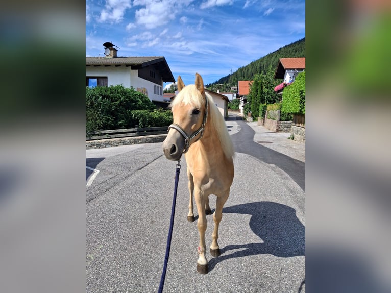 Haflinger / Avelignese Giumenta 1 Anno 141 cm  in Steinach am Brenner