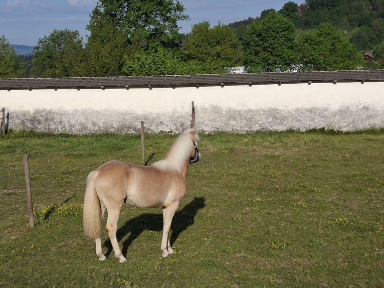 Haflinger / Avelignese Giumenta 1 Anno 145 cm Sauro in Aeschlen b. Oberdiessbach