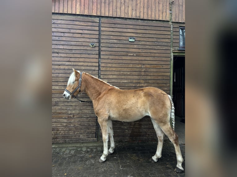 Haflinger / Avelignese Giumenta 1 Anno 148 cm in Friedewald