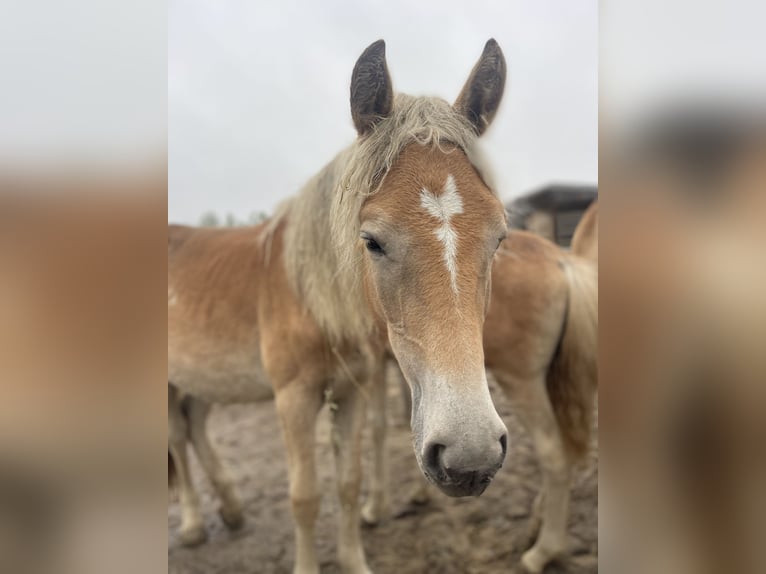 Haflinger / Avelignese Giumenta 1 Anno 149 cm in Trebbin