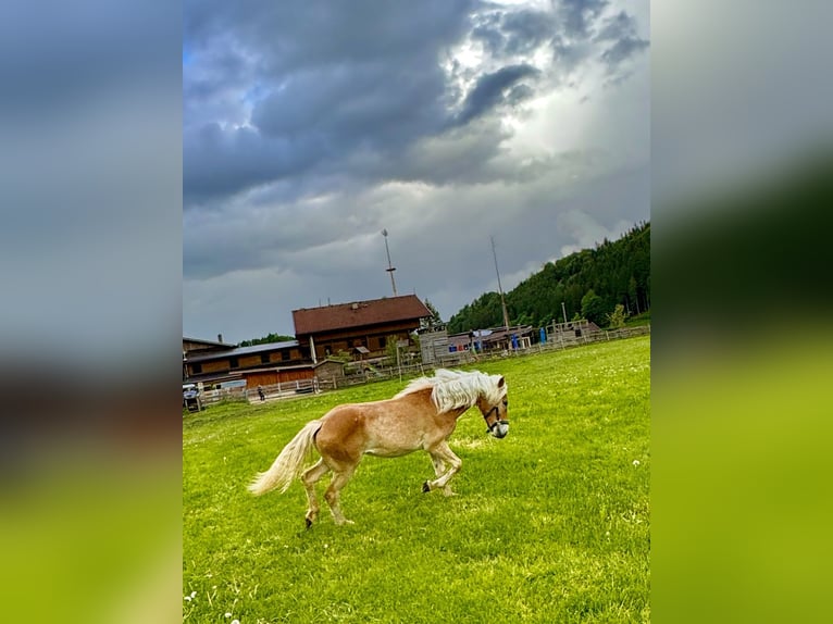 Haflinger / Avelignese Giumenta 1 Anno 154 cm Sauro in Mariatal