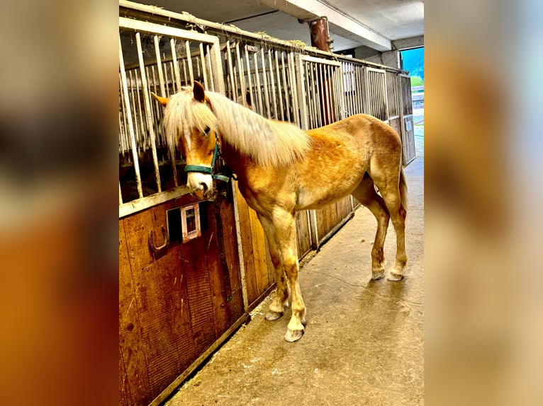 Haflinger / Avelignese Giumenta 1 Anno 154 cm Sauro in Mariatal