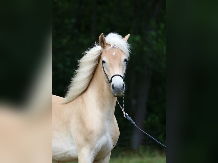 Haflinger / Avelignese Giumenta 1 Anno 155 cm  in Daaden